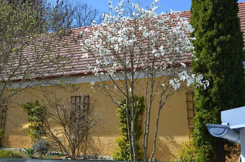 Repräsentatives Wohnhaus mit Geschäftsbereich und angrenzenden Veranstaltungsräumen, Bild 211 von 232
