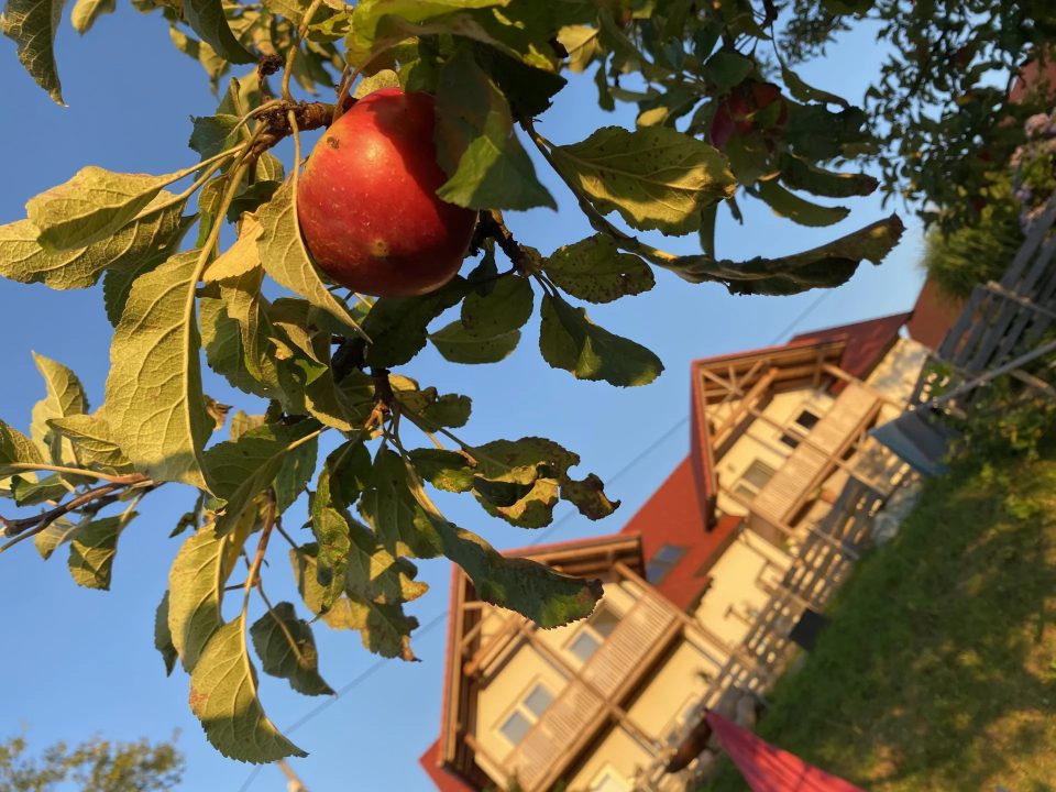 Traumimmobilie im Südburgenland mit 6 Wohneinheiten, Aparthotel/Gewerbe inklusive, Bild 1 von 19